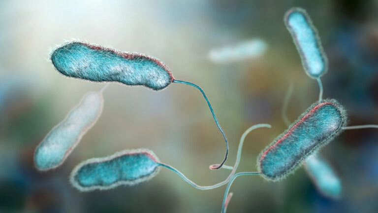 Legionella Pneumophila Bacterium, The Causative Agent Of Legionella