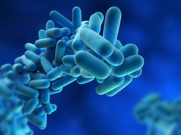 Legionella pneumophila, a microscopic closeup of legionella cells